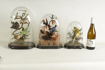 Lot 654 - A COLLECTION OF THREE GRADUATED TAXIDERMIC SINGING BIRDS