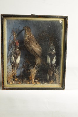 Lot 651 - TWO 19TH CENTURY TAXIDERMIC BIRDS