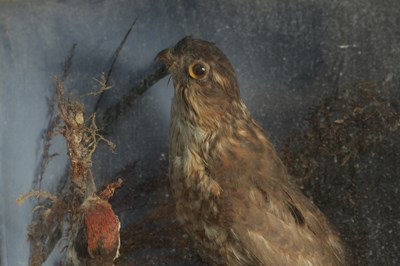 Lot 651 - TWO 19TH CENTURY TAXIDERMIC BIRDS