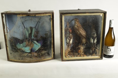 Lot 651 - TWO 19TH CENTURY TAXIDERMIC BIRDS