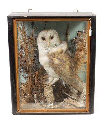 Lot 569 - A 19TH CENTURY CASED TAXIDERMIC BARN OWL