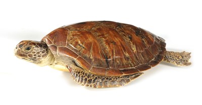 Lot 537 - A LATE 19TH CENTURY TAXIDERMIC HAWKSBILL TURTLE