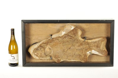 Lot 966 - A LARGE FOSSIL OF THE EXTICT BRANNERION FISH WHICH LIVED IN THE EARLY CRETACEOUS PERIOD