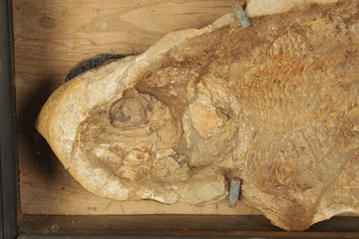 Lot 966 - A LARGE FOSSIL OF THE EXTICT BRANNERION FISH WHICH LIVED IN THE EARLY CRETACEOUS PERIOD