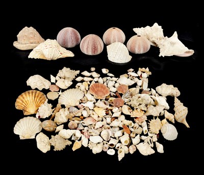 Lot 198 - TWO BOXES OF SEA SHELLS
