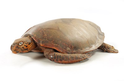 Lot 958 - A LARGE LATE 19TH CENTURY TAXIDERMY HAWKSBILL TURTLE