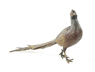 Lot 980 - FRANZ BERGMAN. A LATE 19TH CENTURY COLD PAINTED BRONZE SCULPTURE OF A PHEASANT