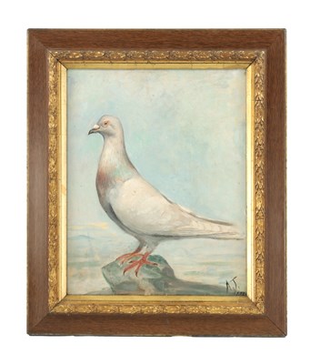 Lot 1123 - A 19TH CENTURY OIL ON CANVAS PORTRAIT OF A RACING PIGEON