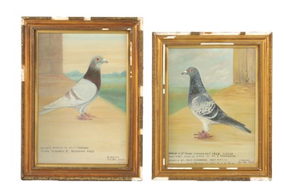 Lot 1173 - A PAIR OF EARLY 20TH CENTURY OIL ON CANVAS PORTRAITS OF RACING PIGEONS