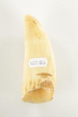 Lot 885 - AN EARLY 19TH CENTURY SAILOR SCRIMSHAW WHALE’S TOOTH