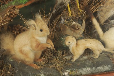 Lot 806 - A GOOD VICTORIAN CASED TAXIDERMY