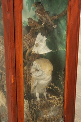 Lot 806 - A GOOD VICTORIAN CASED TAXIDERMY