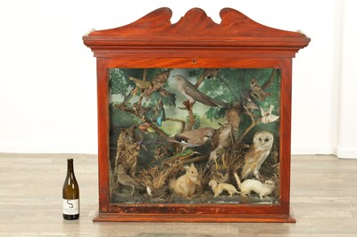 Lot 806 - A GOOD VICTORIAN CASED TAXIDERMY