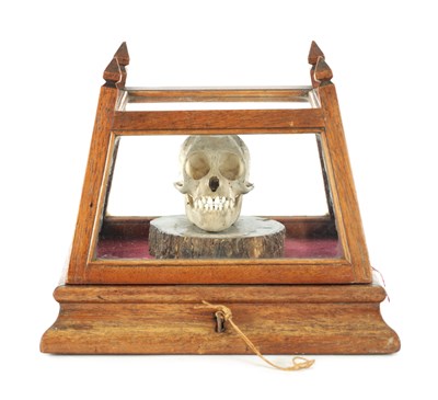 Lot 868 - AN UNUSUAL 19TH CENTURY TAXIDERMY MONKEY SKULL IN GLAZED CABINET