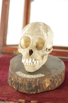 Lot 868 - AN UNUSUAL 19TH CENTURY TAXIDERMY MONKEY SKULL IN GLAZED CABINET