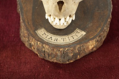 Lot 868 - AN UNUSUAL 19TH CENTURY TAXIDERMY MONKEY SKULL IN GLAZED CABINET