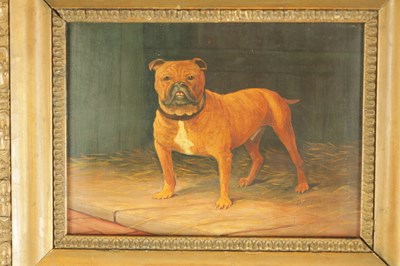 Lot 896 - AN EARLY 20TH CENTURY OIL ON BOARD PORTRAIT OF A BULLDOG