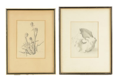 Lot 892 - MARION ADNAMS (1898-1995). TWO MID 20TH CENTURY PENCIL DRAWINGS