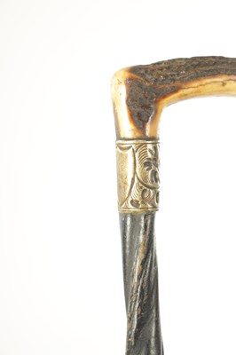 Lot 459 - A LATE 19TH CENTURY BULL'S PENIS WALKING STICK