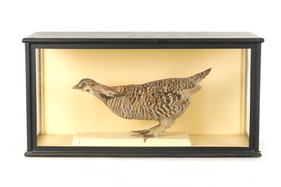 Lot 818 - AN EARLY TAXIDERMY CASED HEATH HEN