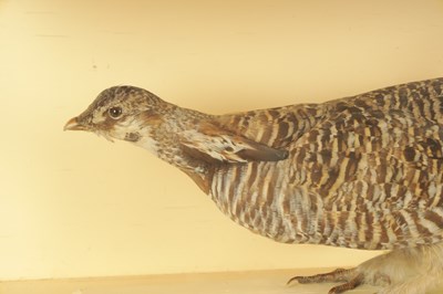 Lot 818 - AN EARLY TAXIDERMY CASED HEATH HEN