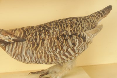 Lot 818 - AN EARLY TAXIDERMY CASED HEATH HEN