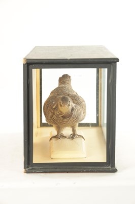 Lot 818 - AN EARLY TAXIDERMY CASED HEATH HEN