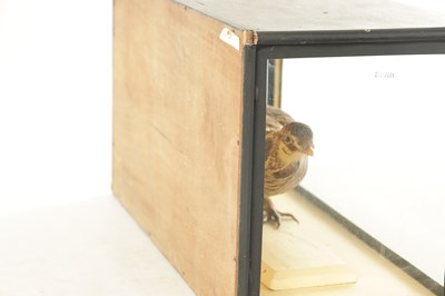 Lot 818 - AN EARLY TAXIDERMY CASED HEATH HEN