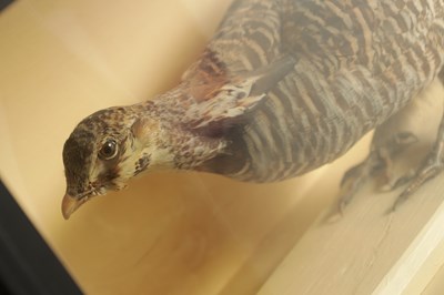 Lot 818 - AN EARLY TAXIDERMY CASED HEATH HEN