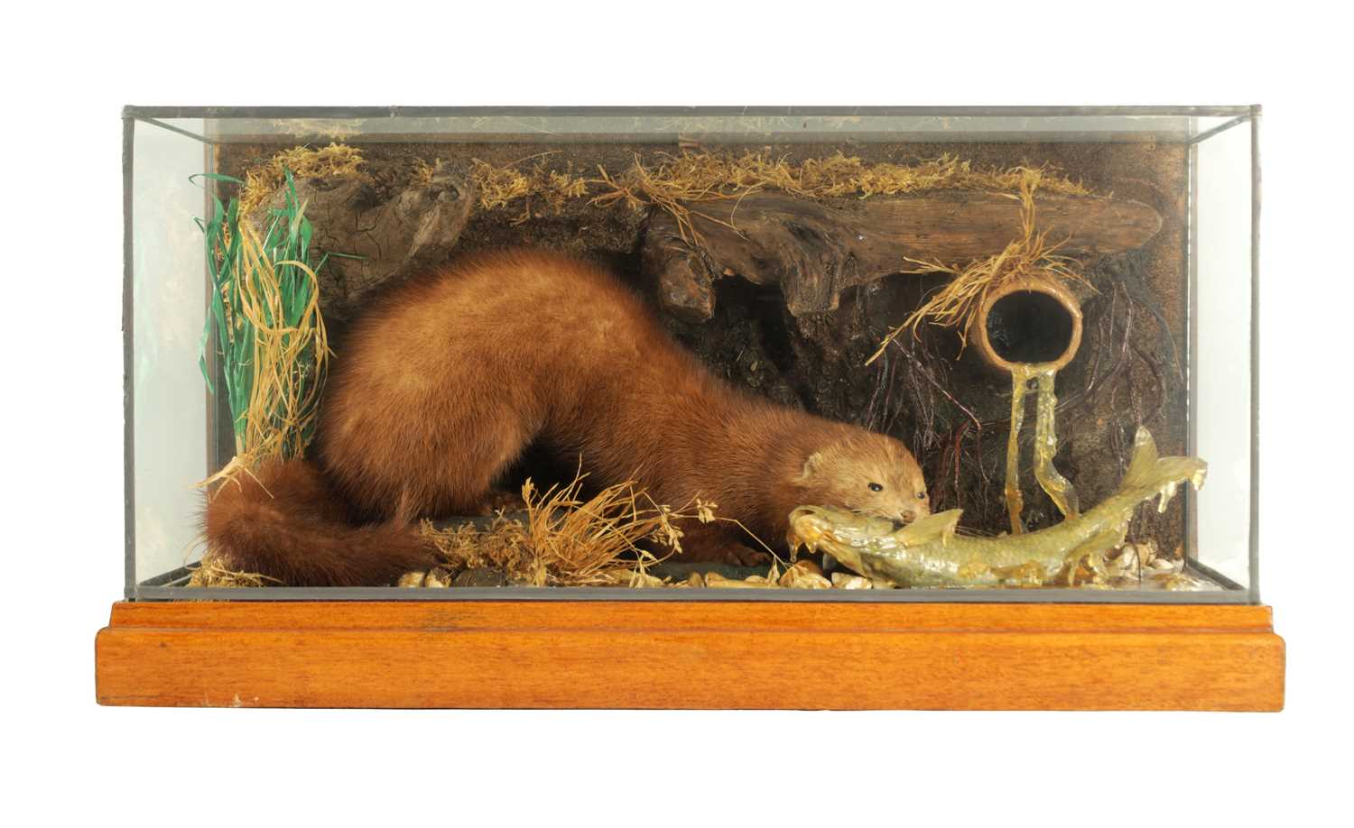 Lot 805 - AN EARLY TO MID 20TH CENTURY CASED TAXIDERMIC MINK AND FISH ARRANGEMENT