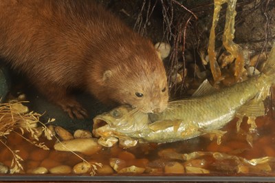 Lot 805 - AN EARLY TO MID 20TH CENTURY CASED TAXIDERMIC MINK AND FISH ARRANGEMENT