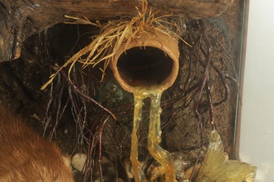 Lot 805 - AN EARLY TO MID 20TH CENTURY CASED TAXIDERMIC MINK AND FISH ARRANGEMENT
