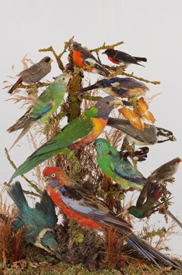 Lot 786 - A 19TH CENTURY TAXIDERMY BIRD DISPLAY