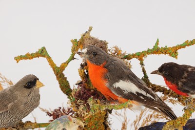 Lot 786 - A 19TH CENTURY TAXIDERMY BIRD DISPLAY