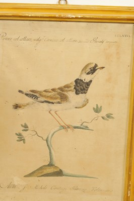 Lot 1070 - A FRAMED SET OF SIX 18TH CENTURY ITALIAN ORNITHOLOGICAL WATERCOLOURS