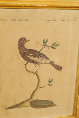 Lot 1070 - A FRAMED SET OF SIX 18TH CENTURY ITALIAN ORNITHOLOGICAL WATERCOLOURS
