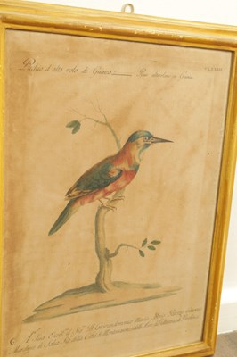 Lot 1070 - A FRAMED SET OF SIX 18TH CENTURY ITALIAN ORNITHOLOGICAL WATERCOLOURS