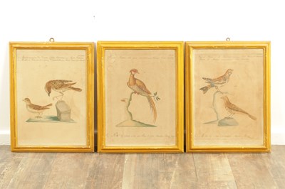 Lot 1070 - A FRAMED SET OF SIX 18TH CENTURY ITALIAN ORNITHOLOGICAL WATERCOLOURS