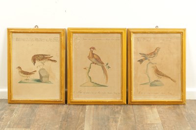 Lot 1070 - A FRAMED SET OF SIX 18TH CENTURY ITALIAN ORNITHOLOGICAL WATERCOLOURS