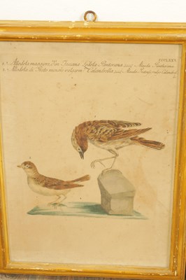 Lot 1070 - A FRAMED SET OF SIX 18TH CENTURY ITALIAN ORNITHOLOGICAL WATERCOLOURS