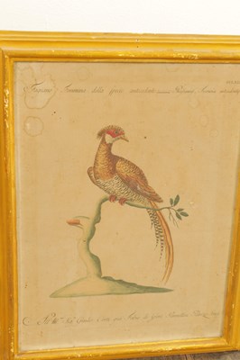 Lot 1070 - A FRAMED SET OF SIX 18TH CENTURY ITALIAN ORNITHOLOGICAL WATERCOLOURS