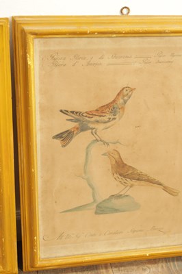 Lot 1070 - A FRAMED SET OF SIX 18TH CENTURY ITALIAN ORNITHOLOGICAL WATERCOLOURS