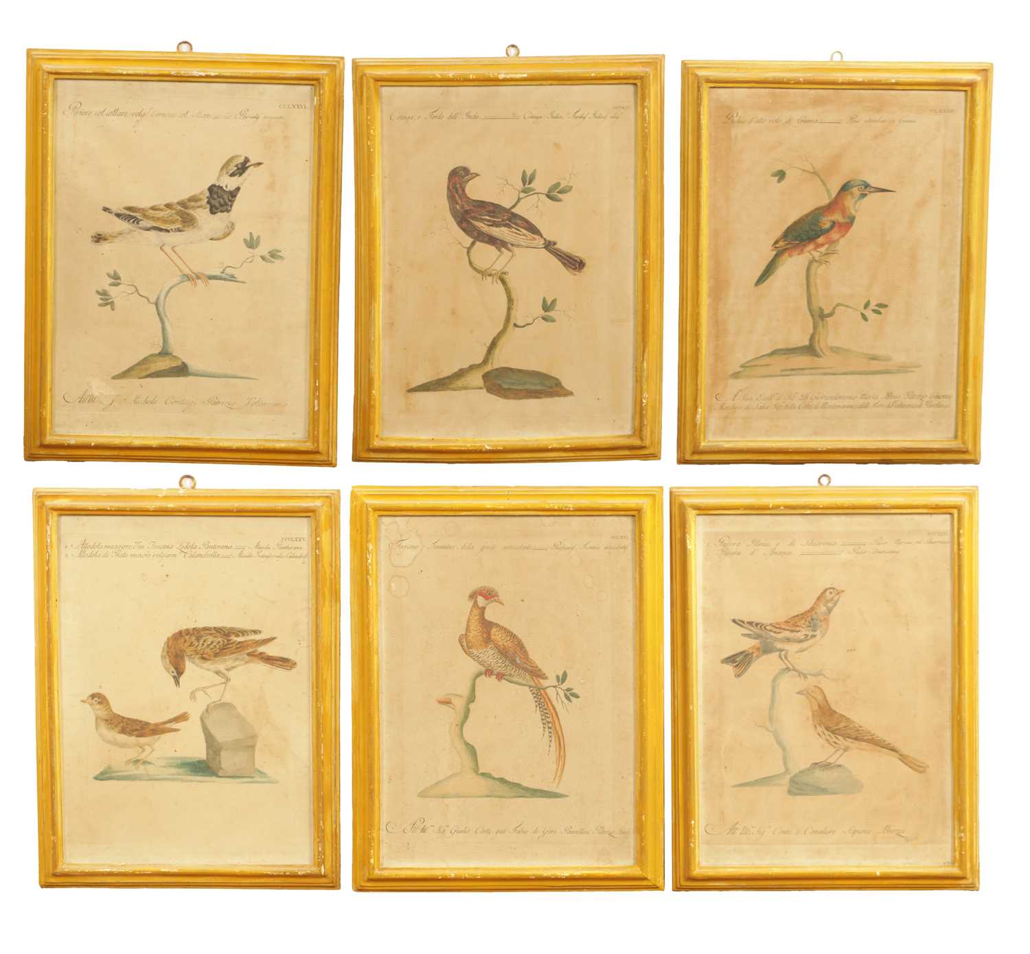 Lot 1070 - A FRAMED SET OF SIX 18TH CENTURY ITALIAN ORNITHOLOGICAL WATERCOLOURS
