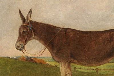 Lot 1228 - A 19TH CENTURY NIAVE SCHOOL OIL ON CANVAS PORTRAIT OF A PRIZE DONKEY