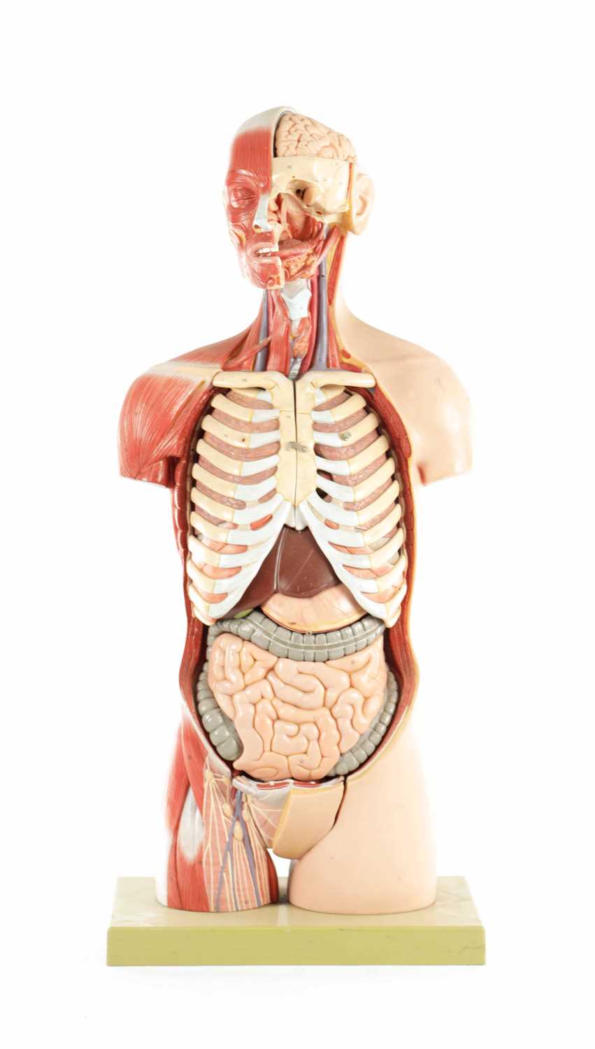 Lot 759 - A SOMSO PLASTER ANATOMICAL FIGURE OF A MAN