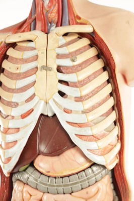 Lot 759 - A SOMSO PLASTER ANATOMICAL FIGURE OF A MAN