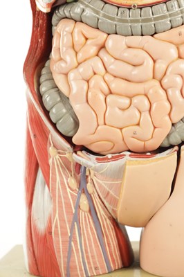 Lot 759 - A SOMSO PLASTER ANATOMICAL FIGURE OF A MAN