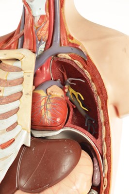 Lot 759 - A SOMSO PLASTER ANATOMICAL FIGURE OF A MAN