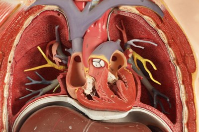 Lot 759 - A SOMSO PLASTER ANATOMICAL FIGURE OF A MAN