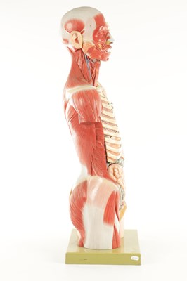 Lot 759 - A SOMSO PLASTER ANATOMICAL FIGURE OF A MAN